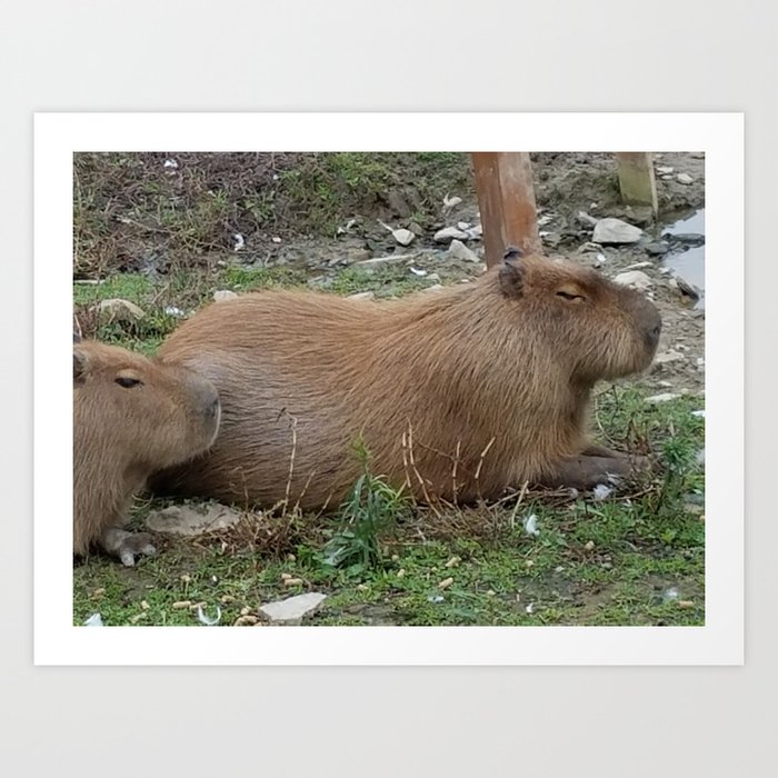 How Do You Spell Capybara? Art Print