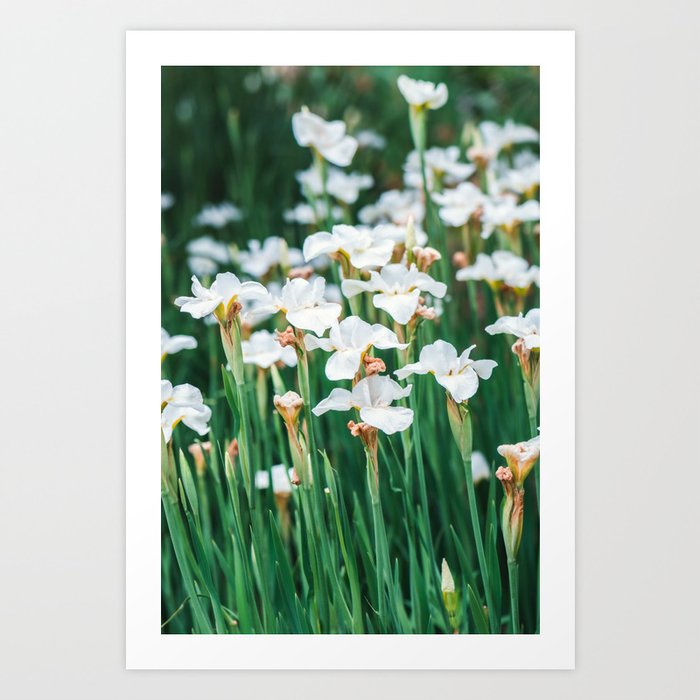 Elegant White Irises Art Print