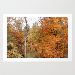 Fall Foliage  | Nature and Landscape Photography Art Print