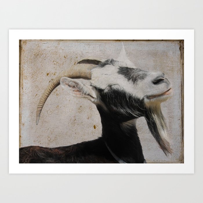 The Zen Goat Art Print