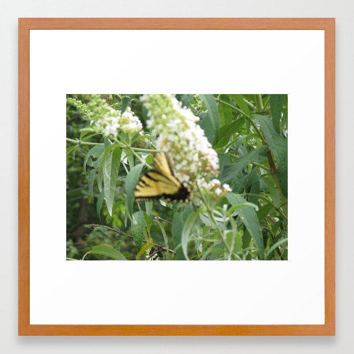Butterfly Framed Art Print