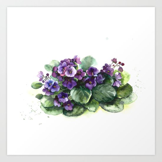 Senpolia viola violet flowers watercolor Art Print
