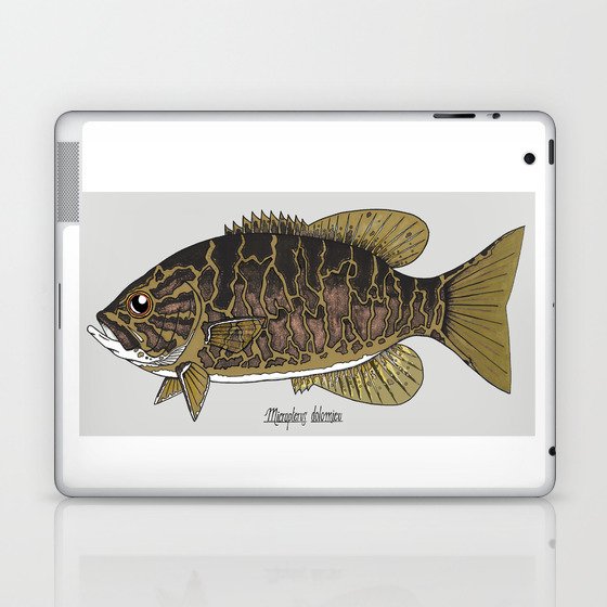 Smallmouth Bass -Micropterus dolomieu (w/grey background) Laptop & iPad Skin
