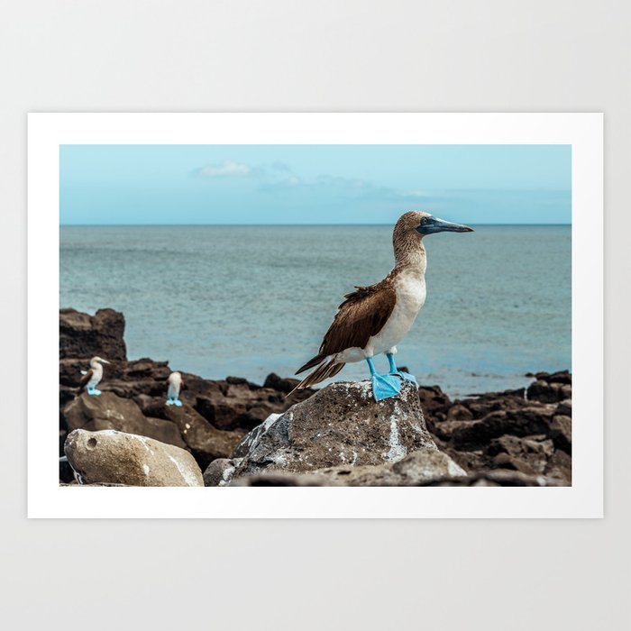 Blue-Footed Booby Art Print