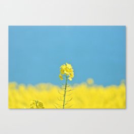 Yellow Fields in Ireland Canvas Print