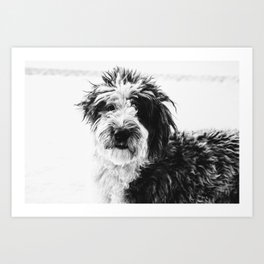black and white photo of sheepadoodle Art Print