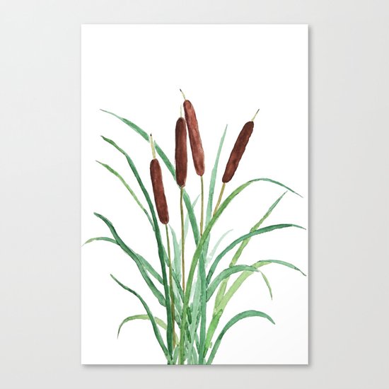 cattails plant Canvas Print