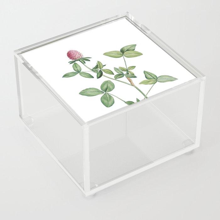 Vintage Pink Clover Botanical Illustration on Pure White Acrylic Box