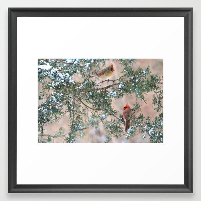 Winter Pair: Northern Cardinals Framed Art Print