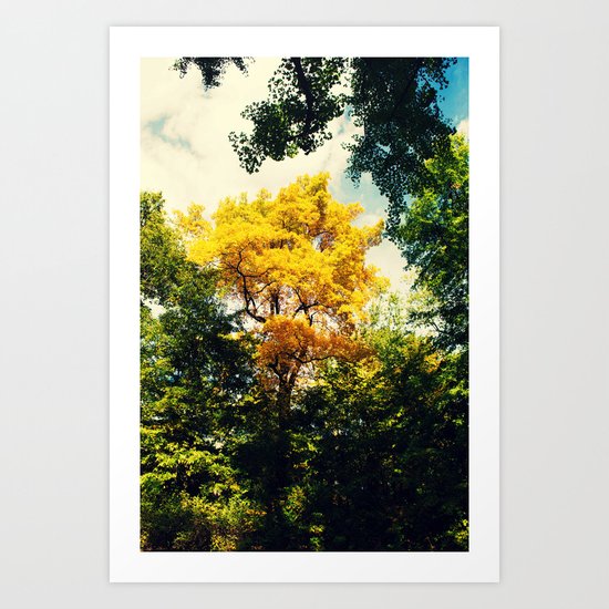 fall in Central Park Art Print