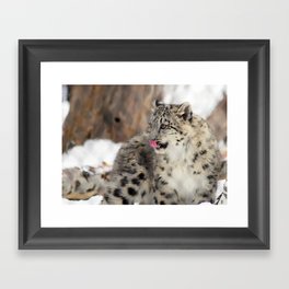 Snow Leopard Cub Framed Art Print