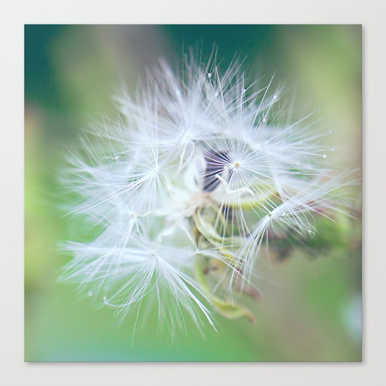 Plant a Wish Canvas Print
