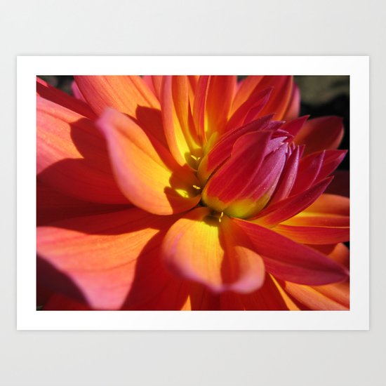 Dahlia 87 Art Print