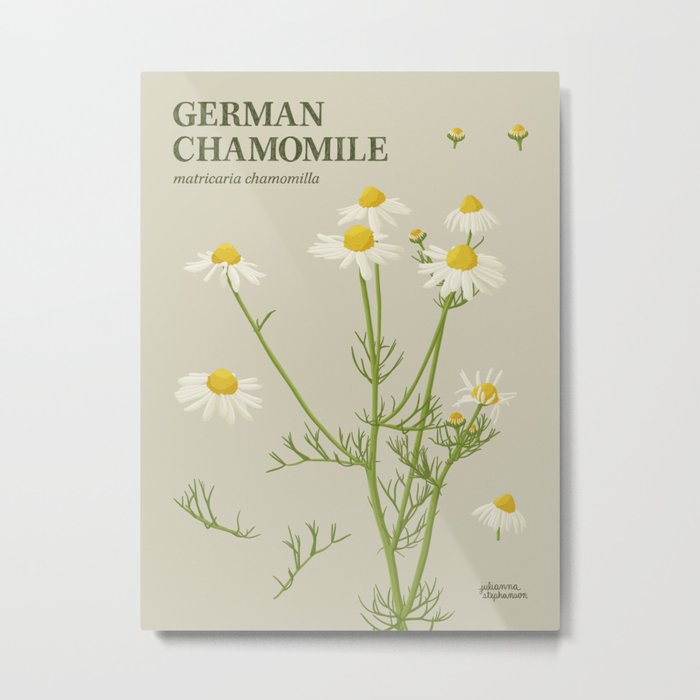 Botanical German Chamomile Metal Print