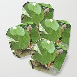 The cat hidden behind the leaves Coaster