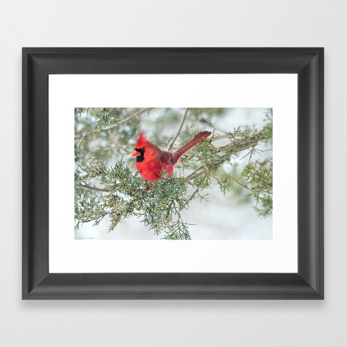 Cocky Cardinal Framed Art Print
