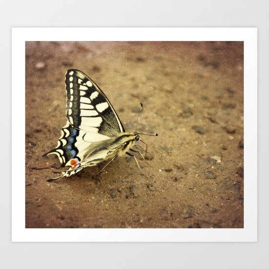 Swallowtail butterfly Art Print
