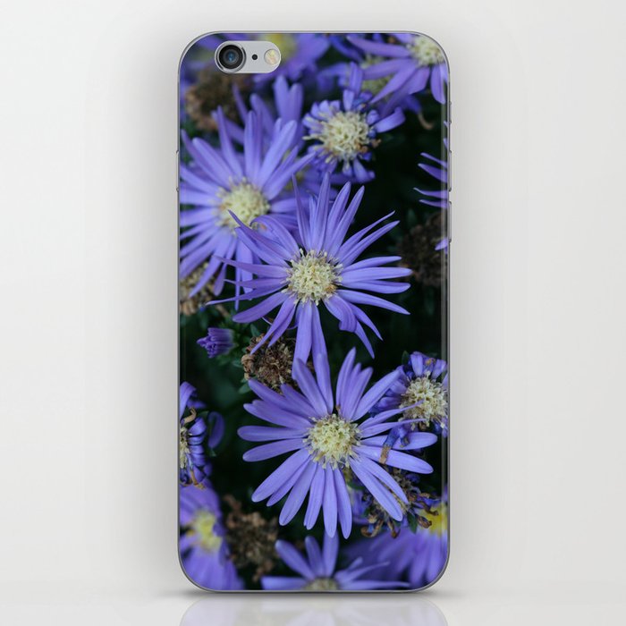 Purple Aster Flowers at Different Stages (Photography: Vibrant Flowers) iPhone Skin