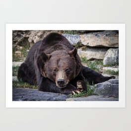Big brown bear relaxing in the sun - nature - animal - photography Art Print