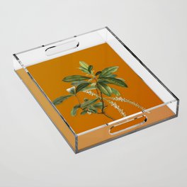 Vintage Swamp Titi Leaves Botanical Illustration on Bright Orange Acrylic Tray