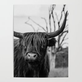 Wild highland cow | Black and white | Nature photography  Poster