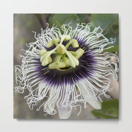 Passiflora edulis flavicarpa Metal Print | Photo, Nature 