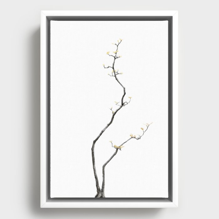 Framed Canvas