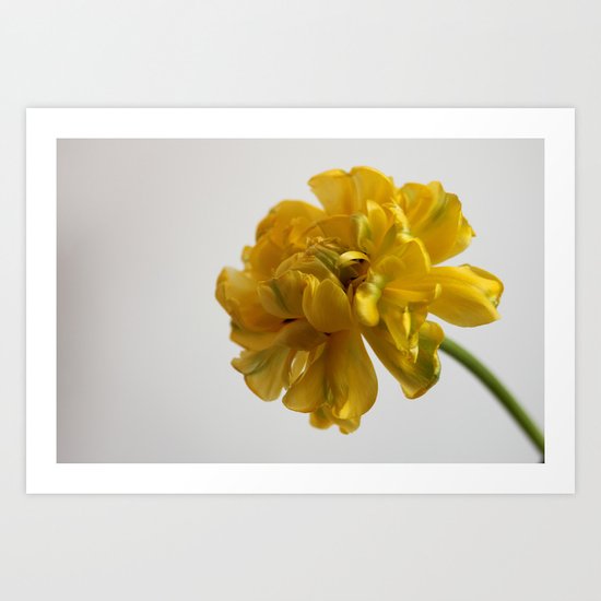Peony Tulip - JUSTART © Art Print