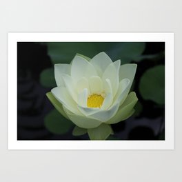 Enamored by Mornings First Light Art Print | Digital, Color, Flower, Lotus, Morning, Photo, Mothersday, Waterflower, Light, Watergarden 