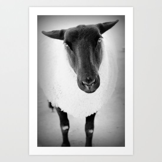 sheep Art Print