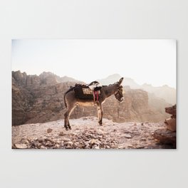 Donkey in the desert of Jordan, Middle-East | Travel Animals Photography nature Canvas Print