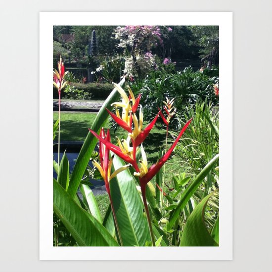 Birds of Paradise Art Print