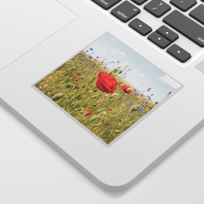 Wildflower Field | Poppy Flower in a Garden in Holland Art Print | Floral Summer Photography Sticker