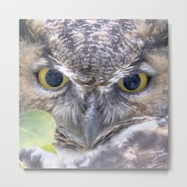 Watercolor Bird, Great Horned Owl 11, Estes Park, Colorado Metal Print