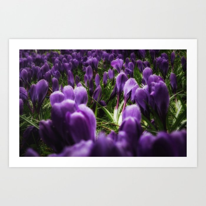 purple spring Art Print