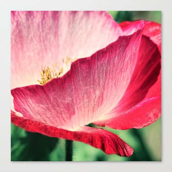Red Poppy in Sunlight Canvas Print