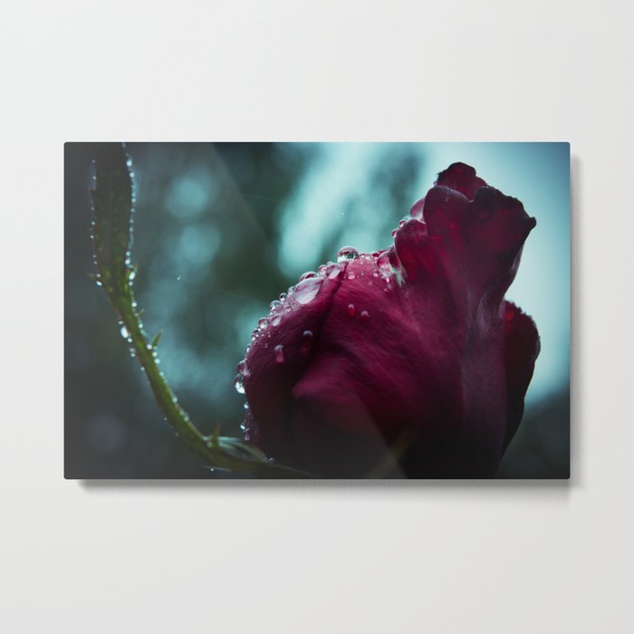 rose with water droplets Metal Print