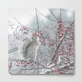 A Sweet Winter Treat Metal Print | Squirrels, Nature, Snowing, Snow, Snowstorm, Cute, Wildlife, Animal, Squirrel, Cute Squirrel 