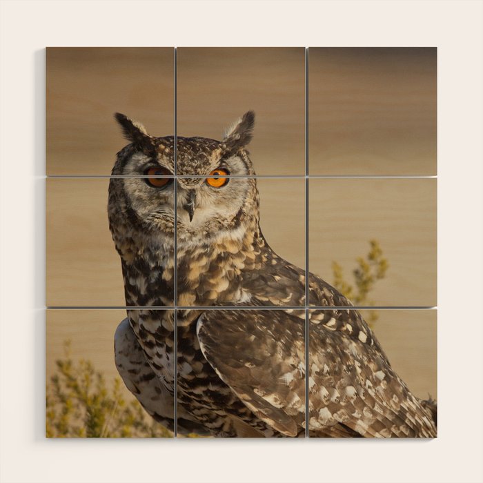 Brown and White Cape Eagle Owl On Rock - Bird / Wildlife / Animal / Nature Photograph Wood Wall Art And More