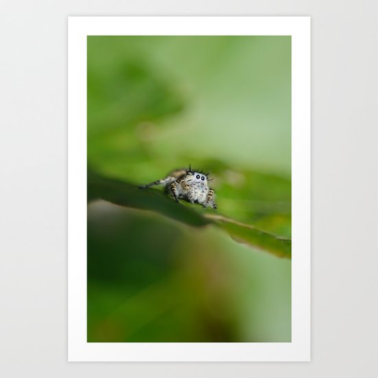 Jumping Spider Art Print