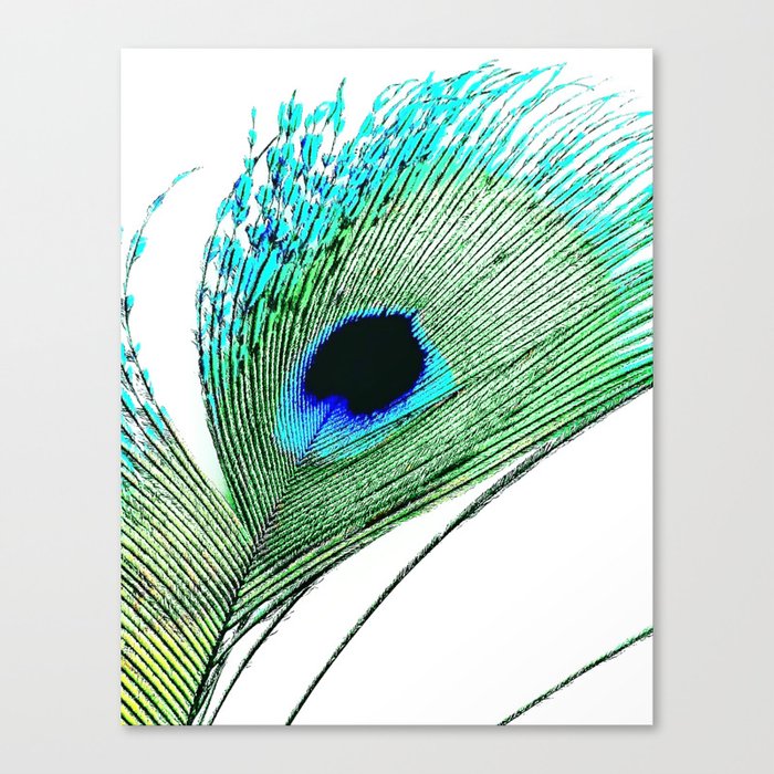 Peacock Feather Peacock Tail Feather Canvas Print By