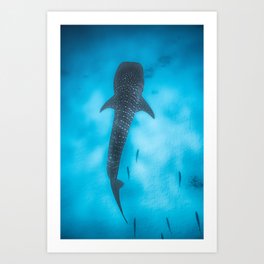 whale shark sand Botton Art Print