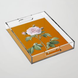 Vintage Rosa Alba Botanical Illustration on Bright Orange Acrylic Tray