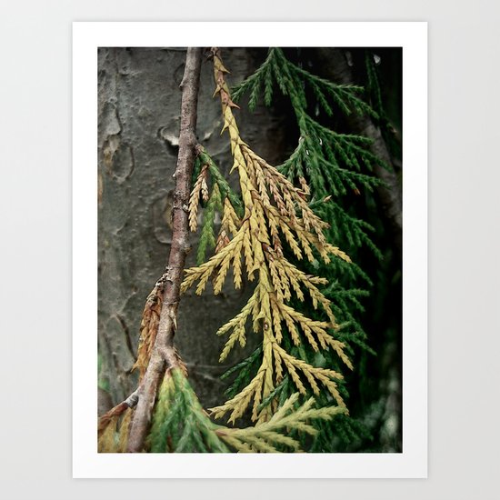 Cedar branch Art Print