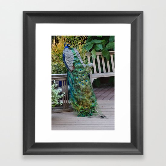 Proud Peacock Framed Art Print