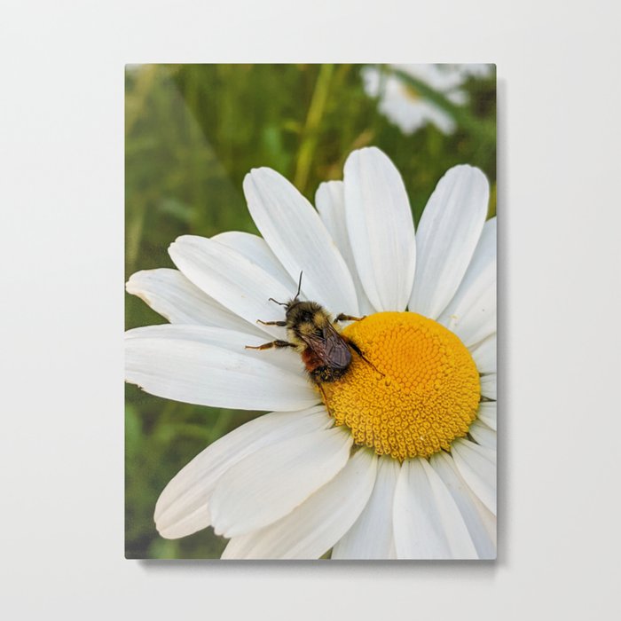 Busy As A Bee: Left Of Centre Metal Print