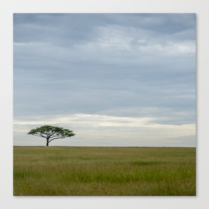 South Africa Photography - Lonely Acacia Tree At The Savannah Canvas Print