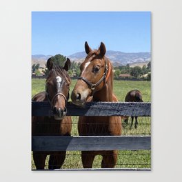 Horse Profiles Canvas Print