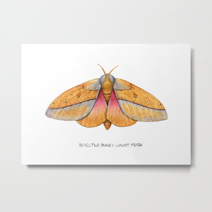 Bisected Honey Locust Moth (Sphingicampa bisecta) Metal Print