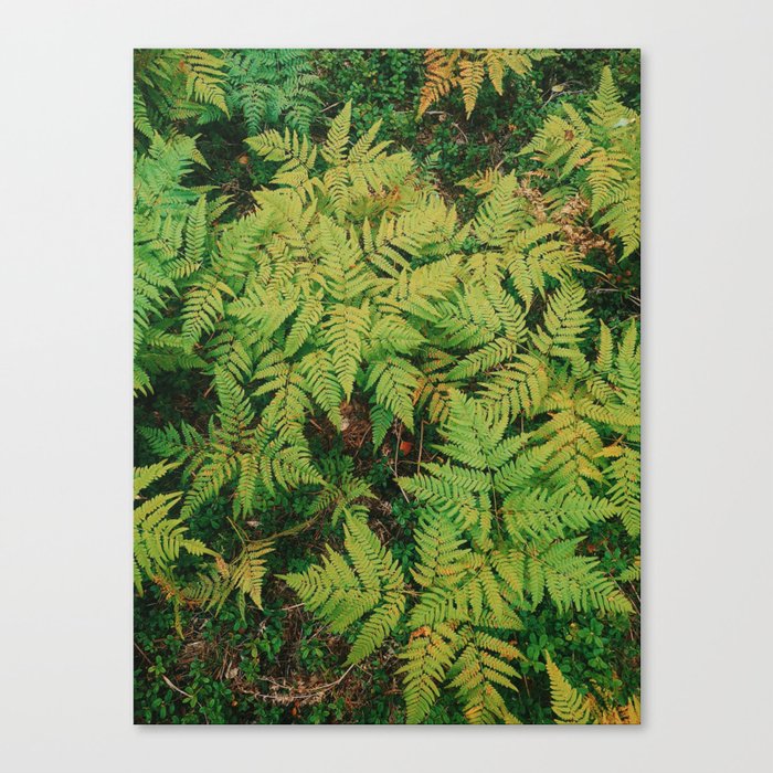 Field of Ferns  Canvas Print